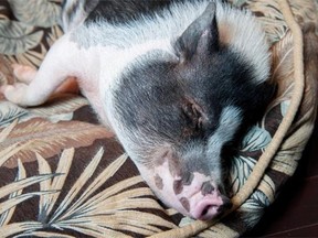 A beloved pot-bellied pig named Eli may soon be on the move, after a court ruled he can no longer live in the home of a Sherwood Park family as a pet. His owner is Michelle Kropp.