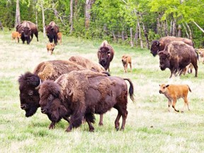 Bison roam the range and feed on prairie grass for most of their lives, corralled only near the end for fattening up.