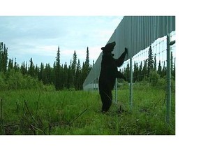 A black bear checks out a fence designed to protect caribou near Fort McMurray. University of Alberta biologist Stan Boutin wants to fence off large areas, up to 200 square kilometres of boreal forest, to protect caribou mothers and their babies from predators.