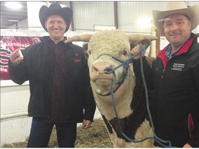 Sherwood Park inventor Neil Helfrich, left, holds his device for tracking cattle while his cousin Sheldon Archibald poses with a champion Hereford bull.