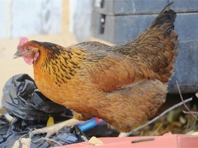 A chicken on the loose in north central Edmonton on Monday.