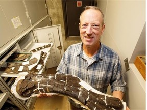 Clive Coy, senior technician in the dinosaur lab holds a humerus bone from an Edmontosaurus that has been collected from a massive bone bed south of Edmonton, taken at the University on December 15, 2014 in Edmonton.