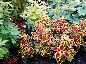 Coleus adds a splash of red to this garden. To get a glorious burst of foliar colour, pinch back the flower buds on this pretty plant.