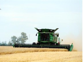 A combine harvests wheat at Haarwest farms on the west edge of Edmonton, Sept. 4, 2014.