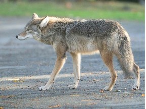 The city receives numerous calls about coyotes at this time of year and is reminding residents to be cautious around the young coyotes as they learn to live on their own and establish their own territory.