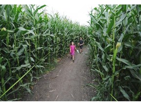 Darius Starrveld, 11, and his sister Belia, 8, had fun trying to find their way out of the Edmonton Corn Maze on Monday Aug. 18, 2014.