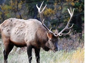 An elk enjoys a meal of waving grass in Jasper National Park.