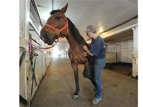Equine Massage therapist Sidonia McIntyre works with mare Mandy at the Whitemud Equine Centre on Aug. 19, 2014.