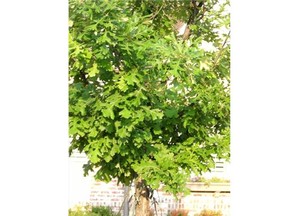 File/Edmonton Journal 
 A bur oak tree is the only oak indigenous to the Canadian Prairies.