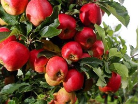 Fire blight must be eradicated at the blossom stage in spring, or it can destroy an entire apple tree.