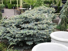Globe blue spruce and other dwarf evergreens are made for the small-space gardener. Plus they give colour year round in our long, cold winters.