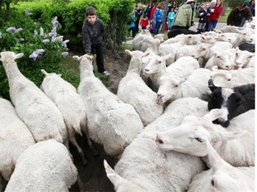 Say goodbye to the grass-eating sheep in Fort Saskatchewan Sept. 1.