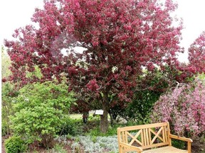 If leaves begin to turn brown and shrivel, even a beautifully flowering crabapple may be dying.