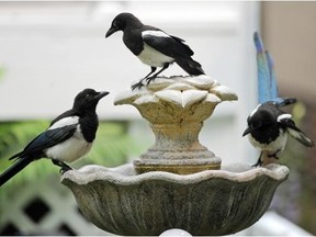 Magpies may be clever and curious, but a recent study shows that contrary to the lore, they’re not prone to making off with shiny things.