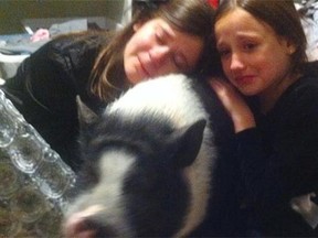 Jayme Granberg (left), 11, and her sister Maggie, 8, with their pet pig Eli after Monday’s court decision.