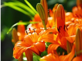 To get more blooms out of your tiger lilies as the years pass, remember to divide the bulbs every few years.