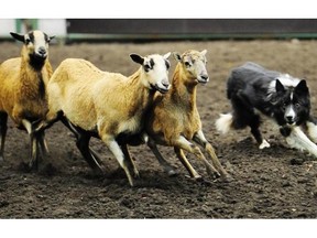 Abe Marshall’s dog Jake puts the sheep through the course on Tuesday at the Canadian Finals Rodeo. The stock dog competition is a timed event where stock dogs must run sheep through obstacles as they herd them into a pen. Only able to communicate with their dog through whistles or voice commands, the handler must stand in a designated area.