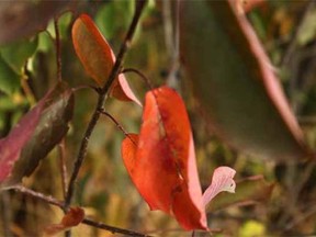 Fall leaves