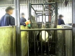 A screen capture from a video posted by a group called Mercy for Animals Canada. The video was posted on the organization’s website and youtube.