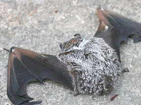 Silver-haired bats are vulnerable to being killed by wind turbines.