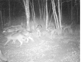 A pack of wolves that roam Elk Island National Park and Cooking Lake-Blackfoot Provincial Recreation Area has grown in the past few years, raising concerns for farmers after several cattle were killed this summer.