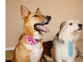 Oscar, right, and Sam sport the ties and floral collars of Tiffany Csada and her home business It’s Oscar.