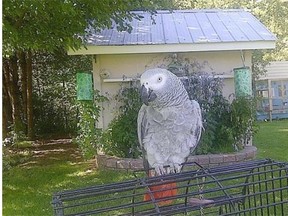 Ozzi the African grey parrot was stolen Monday, June 2 and found dead the next day in Slave Lake.