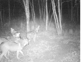 A pack of wolves that roam Elk Island National Park and Cooking Lake-Blackfoot Provincial Recreation Area has grown in the past few years, raising concerns for farmers after several cattle were killed this summer.