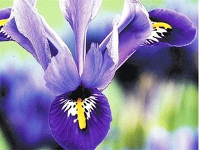 Plant irises where they’ll get good sun and slightly acidic soil for best blooms.