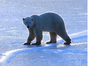 A polar bear stands on a frozen lake near Hudson Bay, Manitoba in November 2014.