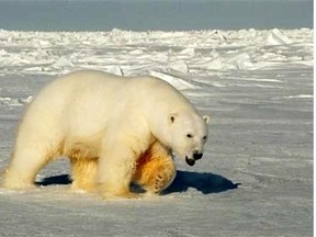 Polar bears are rapidly becoming the victims of shrinking sea ice from global warming.