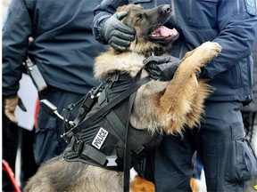 Police service dog Ryker, shown here during a demonstration by the canine unit, was punched in the head several times.