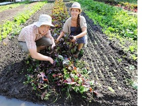 Reclaim Urban Farm’s Ryan Mason and Cathryn Sprague pick beets, soon to be made into borscht at St. John’s Institute.