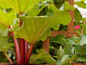 Rhubarb plants need to be divided every six to eight years in order to produce good stalks.