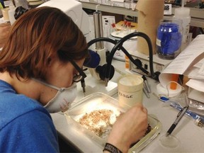 Sarah McPike, a biological sciences technician with the City of Edmonton, counts and sorts mosquitoes into groups of males and females on Thursday.