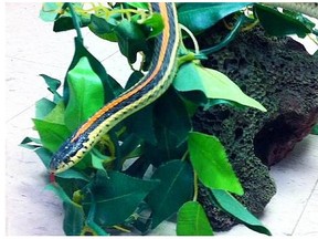 Saskatoon police released on Twitter this photo of a garter snake that was involved in an incident at a Tim Hortons restaurant in that city. Two men are facing mischief charges after one pulled a snake from his friend’s pocket and threw it behind the counter during an argument with an employee.