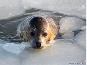 A seal surfaces through a hole in the ice in this file photo. Edmontonians lined a bank of the North Saskatchewan River in 1936 and shivered watching Krikor Hekimian, AKA the ‘Human Seal,’ at play for charity.