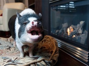 A court ruled last week that Eli, a pot-bellied pig, can no longer live in a Sherwood Park home as a pet.