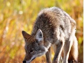 Thousands of wild animals, including coyotes, were killed in a government campaign in 1953 to stamp out rabies.
