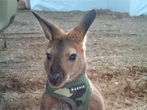 Tyson, Fort McMurray resident Stacie Barr’s pet wallaby. The little kangaroo went missing near Onoway on July 2, 2011.