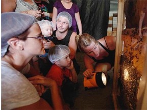 Visitors watch bees at work at the Fallen Timber Meadery during an Alberta Open Farm Days tour.