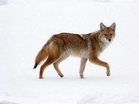 A coyote walks across the iced up North Saskatchewan River on Jan. 1, 2015.