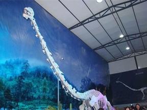 A reconstructed skeleton of Qijianglong now on display in Qijiang Museum.