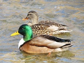 Duck feathers were flying in a Camrose courtroom in 1970 when a Bawlf man took on Alberta Fish and Wildlife which had charged him with possession of “wild game.” He argued it was a tame mallard that he had been fattening up for his family’s Christmas dinner before it was seized.
