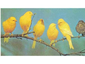 You don’t hear much about canaries these days, but in 1948 Edmonton canary fanciers entered 200 of the golden warblers in the 11th-annual Roller Canary and Type Bird Society show.