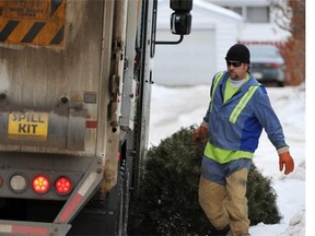 Chad Mickleborough picks up used Christmas trees in a west-end neighbourhood in January 2013.