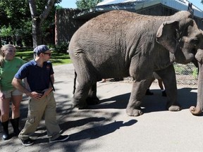 Lucy the elephant enjoys a walk during Canada Day celebrations at Edmonton’s Valley Zoo in 2014.