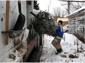 Natural Christmas tree pickup starts this Friday and will be completed within three weeks.