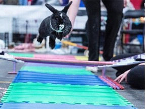 Nemo is a two-year-old rescued rabbit that excels at long jump. Rabbit agility presented by the Canadian Rabbit Hopping Club of Calgary at the Pet Expo held at the Expo Centre at Northlands.
