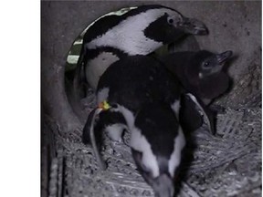 A penguin chick has hatched at West Edmonton Mall and will soon be ready to venture into new territory.